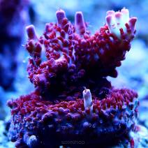 LPS Corals