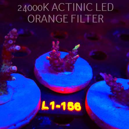 Acropora microclados STRAWBERRY SHORTCAKE (01.08.2026) L1-156  3cm