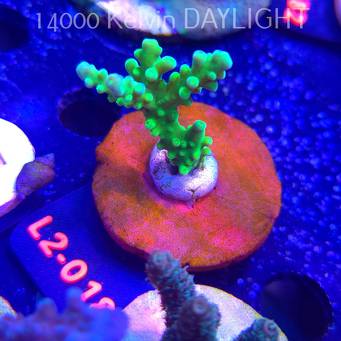 Acropora AUSTERA BANANA (14.11.2025) L2-018  6cm