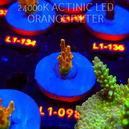 Acropora loripes GOLDEN JAWDROPPER (03.08.2026) L1-098  3cm