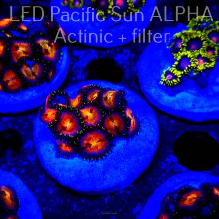 C.D. Zoanthus AUSSIE STARLIGHTS ZOA 10-12P