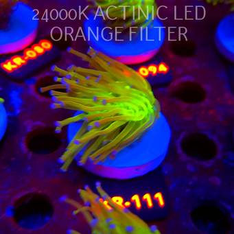Euphyllia glabrescens TG TOXIC JOKER TORCH (01.09.2026) KR-111