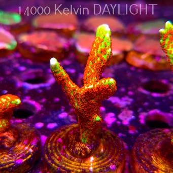 Montipora samarensis BUBBLEGUM (06.04.2025) MM6-III-14  5cm