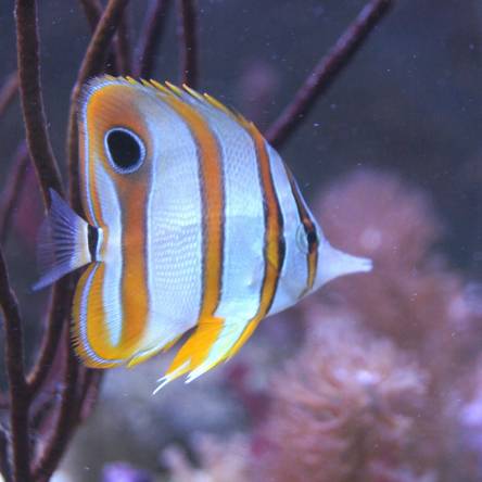 Chelmon rostratus rozmiar 5cm