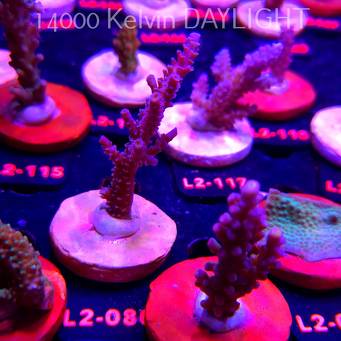 Acropora tenuis BLUE (14.08.2026) L2-080  9cm