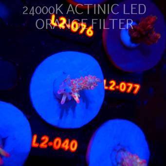 Acropora microclados STRAWBERRY SHORTCAKE CORAL SEA (14.08.2026) L2-040  3cm