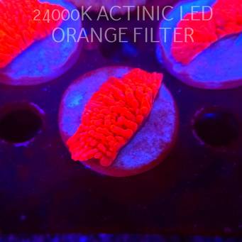 Montipora JASON FOX MEAN STREAK (21.02.2026)  5cm