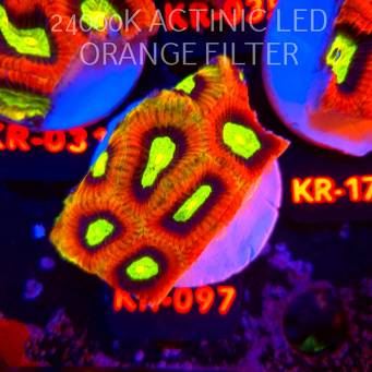 Favites complanata OG DRAGON SOUL (08.08.2026) KR-097  7cm