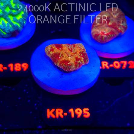 Favites ULTRA War Coral (22.01.2026) KR-195  3cm
