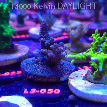 Acropora MILLEPORA (04.01.2026) L3-050  6cm