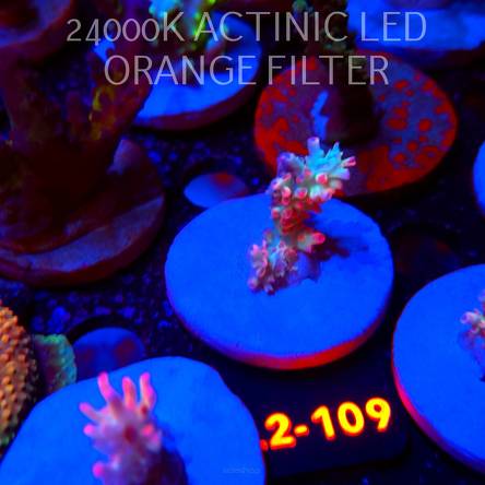 Acropora microclados STRAWBERRY SHORTCAKE CORAL SEA (14.08.2026) L2-109  4cm