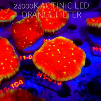 Echinophyllia KISS OF FIRE (11.10.2026) H1-010  7cm