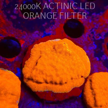 Leptoseris foliosa GOLD (08.11.2025) MM1-I-7  5cm