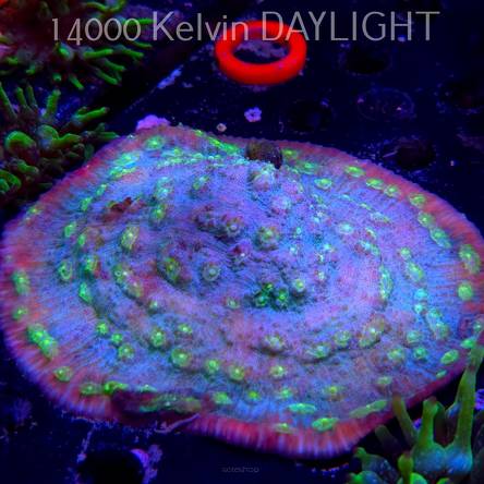 Mycedium robokaki GREEN FLARE (06.05.2024)  12cm