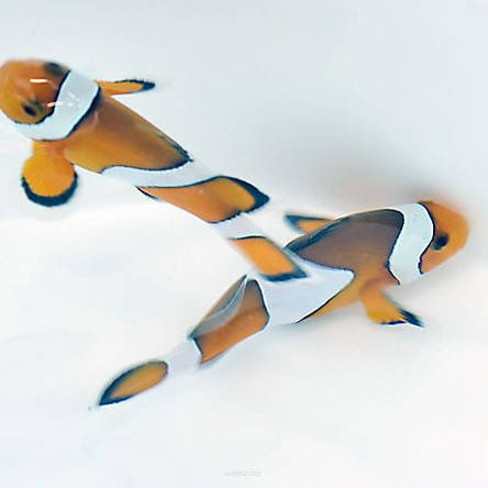 Amphiprion ocellaris 5-6 cm WILD