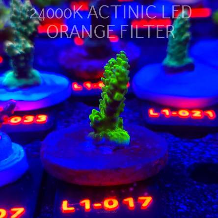 Acropora TOXIC TABLE GREEN (09.10.2025) L1-017  5cm