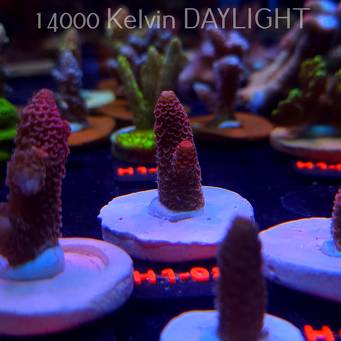 Acropora spathulata CORAL SEA ULTRA RED (16.10.2025) H1-082  4cm