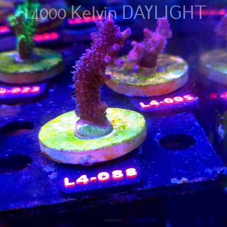 Acropora sp. AUSTRALIA  (07.01.2026) L4-088  6cm