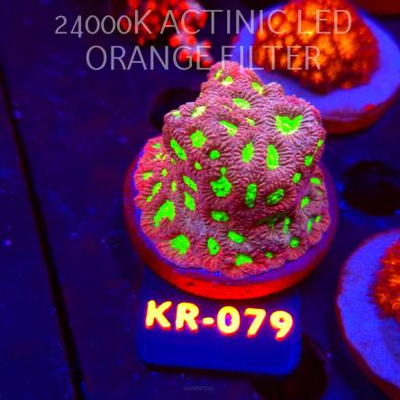 Favites DRAGON SOUL PRISM (07.12.2025) KR-079  5cm