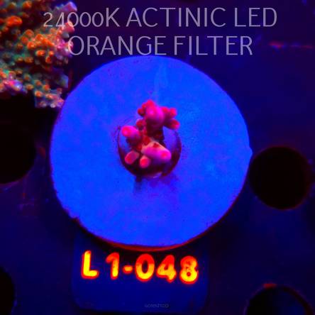 Acropora JMC PINK DREAM (03.08.2026) L1-048  2cm