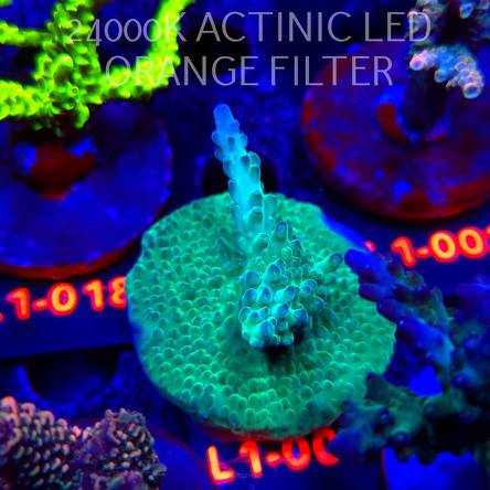 Acropora TG KERMIT THE FROG (11.10.2025) L1-008  6cm