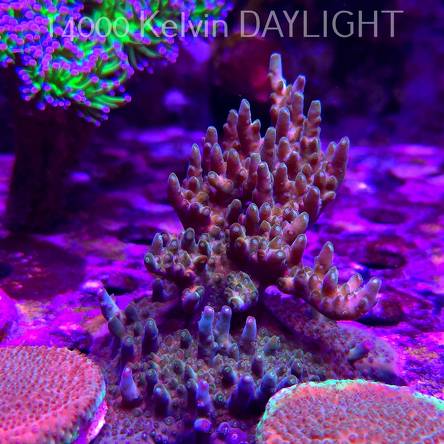 Acropora valida AUSTRALIA (11.08.2025) MM6-III-8  10cm