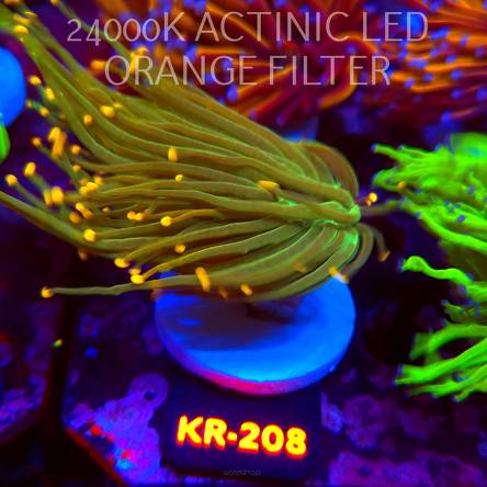 Euphyllia glabrescens DRAGON SOUL GOLD TIP (01.09.2026) KR-208