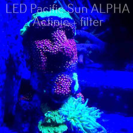 Cyphastrea ocellina RAINBOW & Montipora JEDI MIND TRICK ON MOAI STATUE EASTER ISLAND (18.10.2022) MM1-IV-6  18x10cm