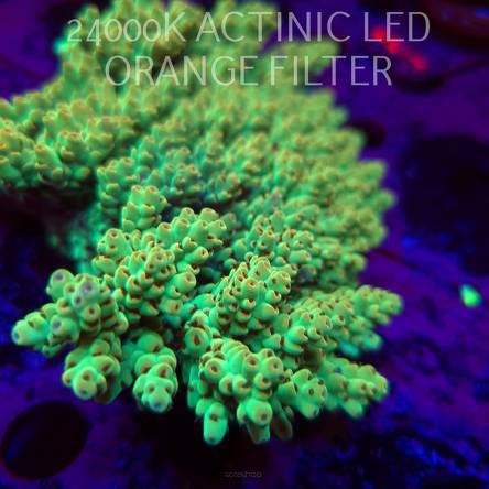  Acropora CORAL SEA ULTRA XL (19.09.2026)  16cm