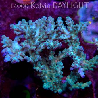 Acropora sp. AUSTRALIA (08.05.2025) MM1-II-27  9cm