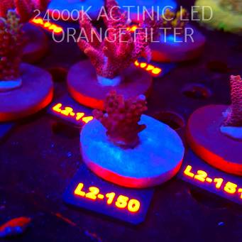 Acropora microclados SSC TYPE (14.08.2026) L2-150  2cm