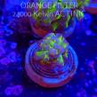 Euphyllia paraancora GREEN HOLOGRAM HAMMER (01.04.2025)