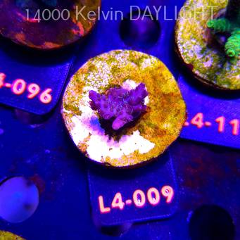 Acropora sp. AUSTRALIA (06.01.2026) L4-009  2cm