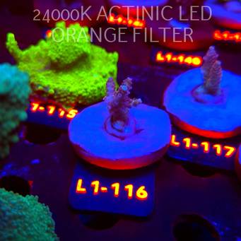 Acropora RED PLANET ULTRA AUSTRALIA (02.08.2026) L1-116  3cm