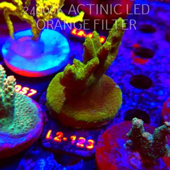 Acropora sp. AUSTRALIA (17.03.2026) L2-123  8cm