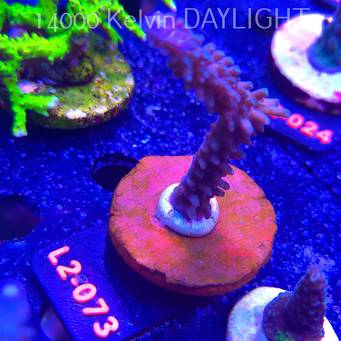 Acropora sp. AUSTRALIA (12.11.2025) L2-073  8cm