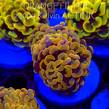 Euphyllia paraancora GOLD HOLOGRAM HAMMER (02.04.2025)
