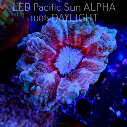  Cynarina lacrymalis PASTEL GREEN+RED Australia (11.04.2024)  8cm
