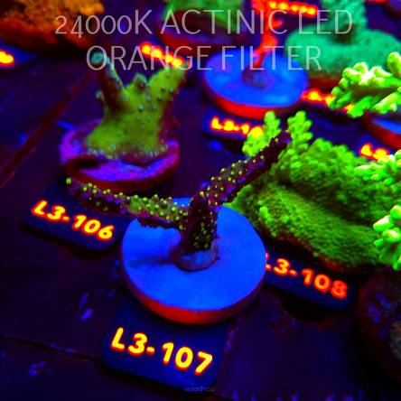 Acropora NANA TRICOLOR (11.09.2026) L3-107  7cm