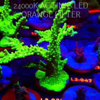 Acropora AUSTERA BANANA (04.01.2026) L3-032  15cm