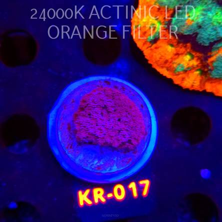 Goniopora BLUE-PURPLE (07.02.2026) KR-017  3cm