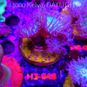 Duncanopsammia axifuga (15.01.2026) H3-048  4P