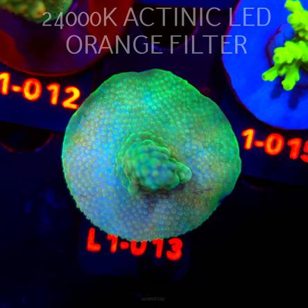 Acropora TG PINK FLOYD ACRO (03.08.2026) L1-013  5cm