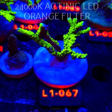 Anacropora WWC SLIMEBALL (11.10.2025) L1-067  6cm