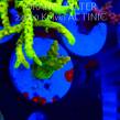 Acropora GOLD FEVER (20.03.2025) L1-I-39  4cm