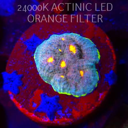 Echinophyllia BLUE DREAM (08.11.2025) MM1-I-35  2.5cm