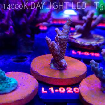 Acropora sp. AUSTRALIA (09.10.2025) L1-020  5cm