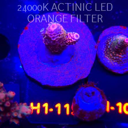 Acropora spathulata JMC DRAGON SCALES (04.02.2026) H1-115  4cm