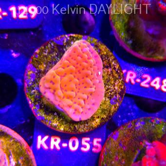 Montipora danae ULTRA (01.09.2026) KR-055  4cm