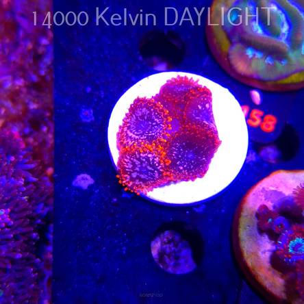 Zoanthus UTTER CHAOS (03.03.2026)  6P